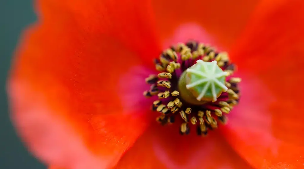 Nearly 25% of modern prescription drugs contain compounds derived from plants.