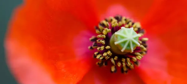 Nearly 25% of modern prescription drugs contain compounds derived from plants.